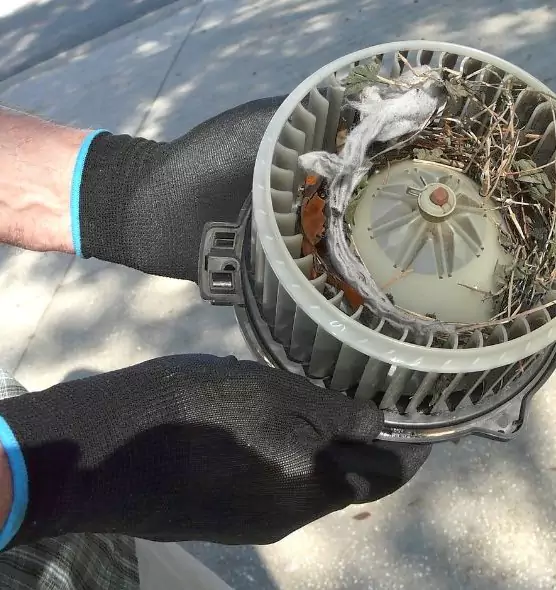 About Air Duct Mice Removal in Jasmine Estates, FL